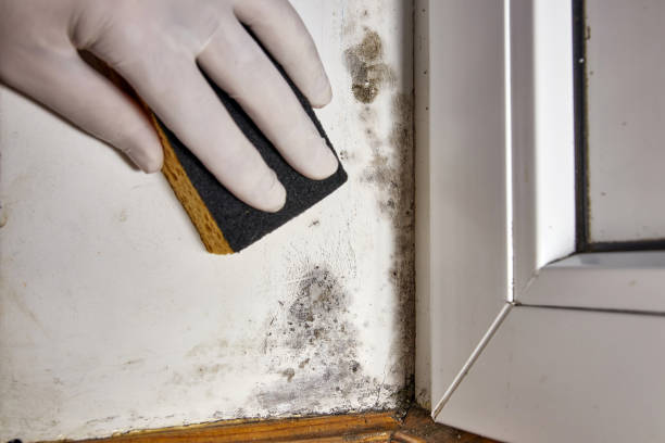 Mold Remediation for Rental Properties